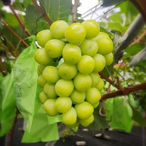 명실상주 [중화농협]국내산 못난이 샤인머스켓 2kg 4-6수, 1