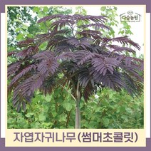 자귀나무 묘목 신품종 자엽자귀나무 썸머초콜릿 포트묘 1개