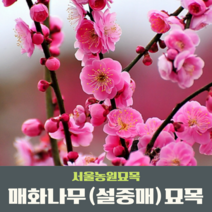 서울농원묘목/매화나무 설중매 접목1년생 묘목 꽃나무 조경수 관상수, 특묘