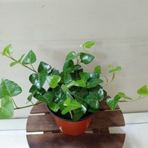 [성심] 하트아이비(소)3.9