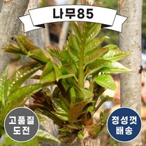 (나무85) 옻나무 실생2년 묘목 (5주묶음)