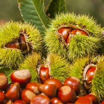 [베리세상]국내산 햇 옥광밤 4kg대, 없음
