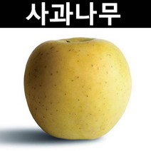 사과(골드러쉬) 접목1년(특) 뿌리 1개/나무 묘목/과실수/유실수