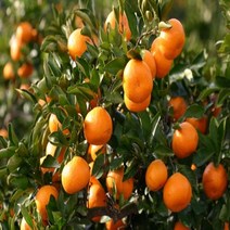 귤나무(결실주분)묘목/b1373