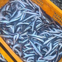 다모아수산 속초 당일조업 생물 양미리 1kg (30미 내외) / 반건조 양미리 1두름(20미), 반건조 양미리 1두름