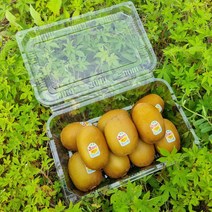 [하루한알] 제스프리 골드키위 특대과 1.1kg 8과, 8개