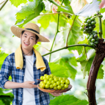 고당도 샤인머스켓 포도 망고 1kg 2kg 2수 3수 선물세트 에어포장 수출용 최상급 특등급 달콤한 선물세트, 가정용, A.샤인머스켓 (900g~1kg내외)