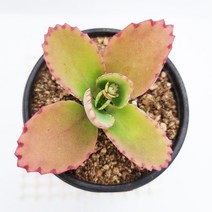 만손초 다육이 자구가 계속 달리는 겨울 다육 식물113, 단품, 1개