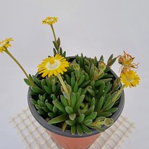 백봉국 봄꽃피는 다육이 키우기 쉬운 다육 식물 랜덤130, 단품