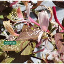 자엽인동 [2포트] 덩굴식물(복남이네 야생화 모종) 진한 향 잎 뒷면이 자주색 금은화