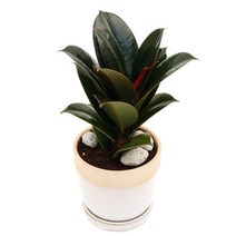 아침향기 공기정화식물 도토리화분 40종, 멜라닌, 도토리 스카이블루