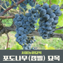 서울농원묘목/포도나무 묘목 캠벨 거봉 MBA(머루포도) 샤인머스켓 과실수 유실수, 캠벨 삽목1년