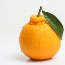 한라봉 제주한라봉 할라봉 못난이 가정용 선물세트 명절선물, 선물용한라봉, 2KG 소과 (10-12과)