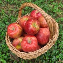 [별담농]가을사과 가정용/주스용 5kg~10kg, 햇사과 가정용 7kg 간식(33-41), 1개
