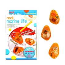 해양생물 조개 고동 호박 화석 발굴키트 발굴체험