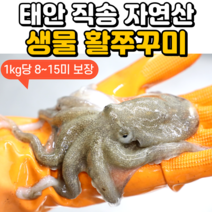 [당일조업] 안군수산 서해안 가을 생물 활 쭈꾸미 500g 1kg, 4. 생물 활 쭈꾸미 3kg (24~48미)