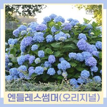 수국나무 묘목 정원수국 엔들레스썸머 오리지널 6치포트 2개