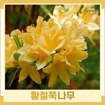 철쭉나무 묘목 황철쭉 키80cm(폭30cm) 분 1개