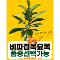 비파나무 접목 1년생 미황 대방 진왕 총7가지품종 종자업 등록업체 확실한 품종관리, 청강조생