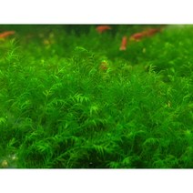 피시덴 모스 대형 15cm x 7cm 스탠활착