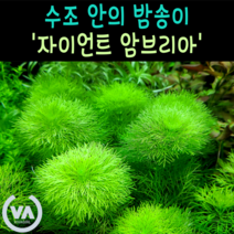 [비바소녀] 머리가 큰 자이언트 암브리아 (2촉)