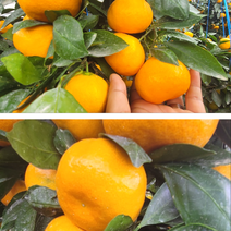 [당도보장] 제주 타이백감귤 비가림 하우스 제철귤 햇귤 산지직송 11Brix선별 귤림원, 중대과( L~2L), 2.5kg