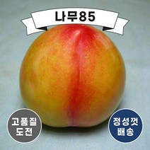 (나무85) 자두나무 묘목 5종 시리즈, 10. 대왕자두 R5