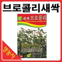 새싹브로콜리씨앗- 브로콜리싹 브로콜리씨앗 새싹채소 새싹씨앗 학습용 실험용 사계절 재배가능, 새싹밀