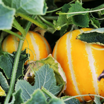 [산지직송] 소미네 성주꿀참외 아삭달콤 싱싱한 참외만 엄선, 1box, 09.참외 5kg 대과(9~12과내외)