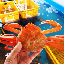 [당일조업 산지직송] 구룡포 박달홍게 연지홍게 대게 자숙 3kg, 연지홍게 3kg 10~12미 (수율 60%), 1개
