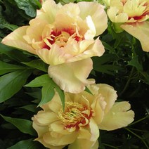 같이가치농원 겹꽃작약 (이탄레몬꿈) 개화주 2-3촉전후