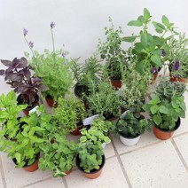 허브 모종 키우기 로즈마리 바질 라벤더 식용식물 마이플랜트, 11.잉글리쉬 라벤더