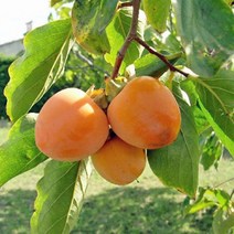 충주원예조경 / 감나무 / 태추단감 / 결실주, 주