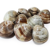 세종수산 백합조개 1kg, 1개, 백합조개(생합) 1kg