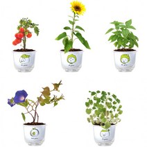 실내공기정화식물 미니화분 식물키우기 풀세트 (씨앗 배양토 비료), 해바라기