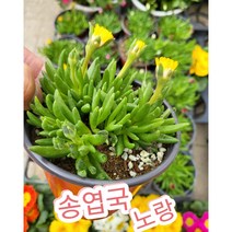 송엽국 노랑/사철채송화 송엽국, 1개