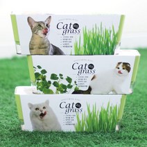 (꿈쟁이) 투톤 캣그라스 고양이 헤어볼 소화 촉진H/N: TDHDEAL25 +H7, 향기나무 본상품선택, 향기나무 밀