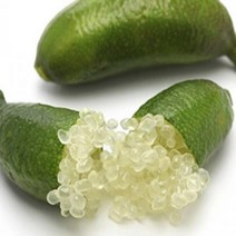 묘목/핑거라임 그린/ 접목 2년 b160