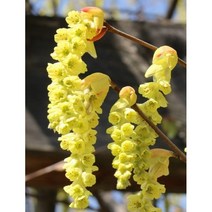 특산품 히어리/꽃나무 히어리/좀히어리