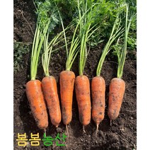 <봄봄농산> 강원도 햇당근 제주 구좌 당근 국내산 흙당근 쥬스용 반찬용 3kg/5kg/10kg, 3kg, 중(주스용)” class=”wr-img”></a></div></p></div></p></div></p></div><div class=