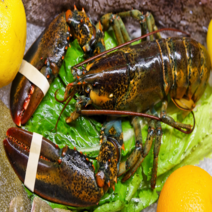 욜로켓 냉동 랍스터 450-550g, 450~550g, 1마리