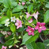 봄바람마켓 삼색병꽃 꼼꼼한포장 노지월동 병꽃나무