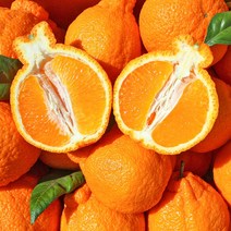 [귤담원] 제주 명품 한라봉, 1박스, 09.한라봉 10kg 대과(20-35과)