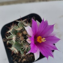 [메카다육]57-1006 봉래궁(선인장 실생) 화분포함 다육식물 선인장 다육금 다육철화 두들레야 아프리카식물 코노피튬 하월시아 수입다육이 국민이