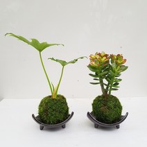 도자기랑나무랑 이끼볼 수태볼 반려식물 실내화초 가습 수경식물, 1개, 셀렘+염좌 이끼볼2종세트