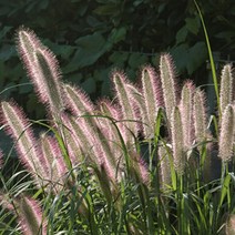 수크령 씨앗 1KG, 수크령1KG(20평-50평)