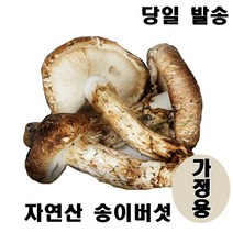 2023년 최고급 자연산 송이 버섯 자연 추석 설날 명절 선물세트 특등품, 가정용 500g