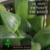 허브여울 수 지름 9cm 소품 다육화분, 1개