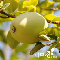 [나무인] 모과나무묘목 2그루, 2개