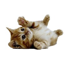 차량용 냉장고 미니 냉온장고 캠핑용 온장고 3Ratels CM29 사랑스러운 고양이 페르시아 Birman Bombay 영국, 04 CM29-4_01 15cm(5.9 inch)